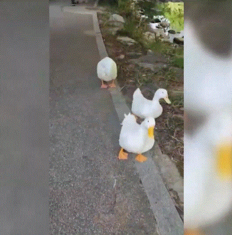 동네 주민이 촬영한 경기 안양 삼성천에 살던 오리 가족. /온라인 커뮤니티 '네이트판'