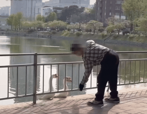 서울 건국대학교 일감호에 서식하는 거위의 머리를 때리는 남성의 모습. /동물자유연대
