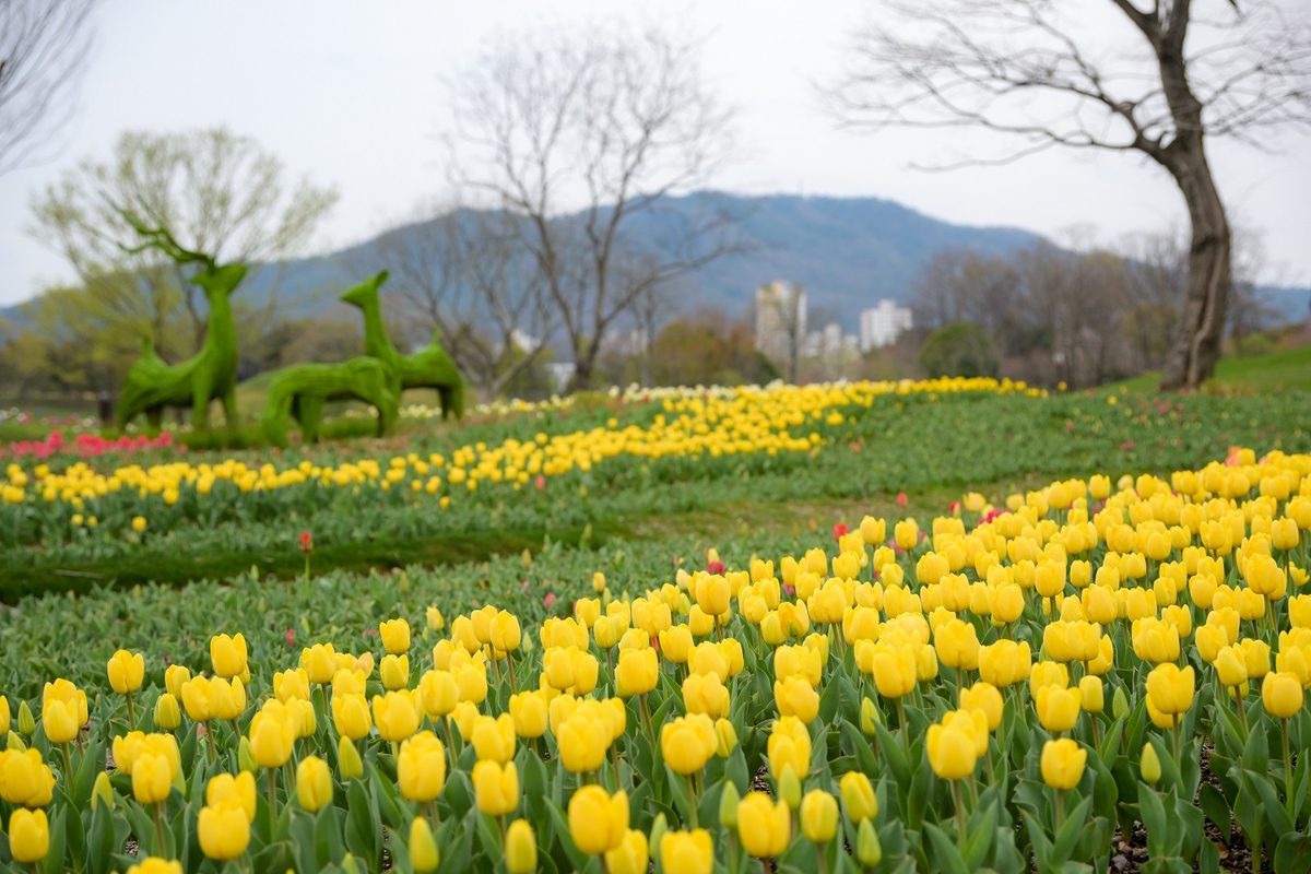 튤립 이미지