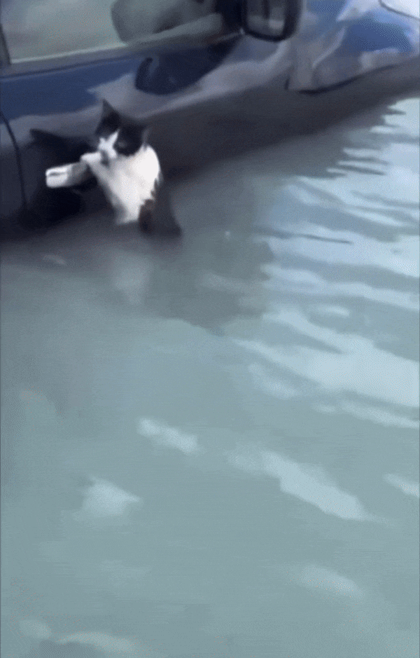 두바이에서 폭우로 침수된 차 문 손잡이에 간신히 매달려 있는 고양이를 구조하는 모습. /@ABZayed