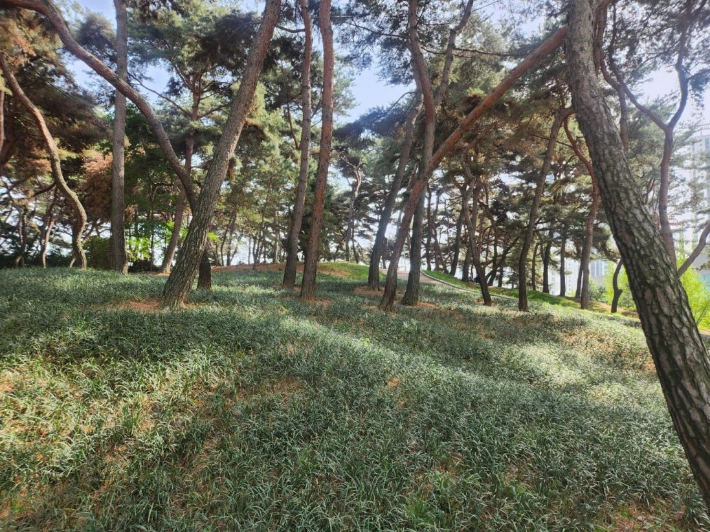 솔밭 이미지