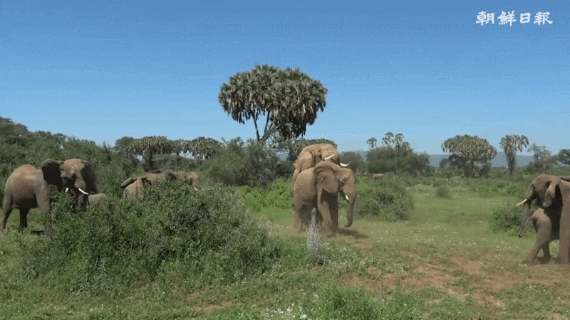 [수요동물원] 번식활동을 하고 있는 코끼리의 모습 /페이스북 @Save the Elephants