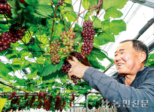 포도송이 이미지