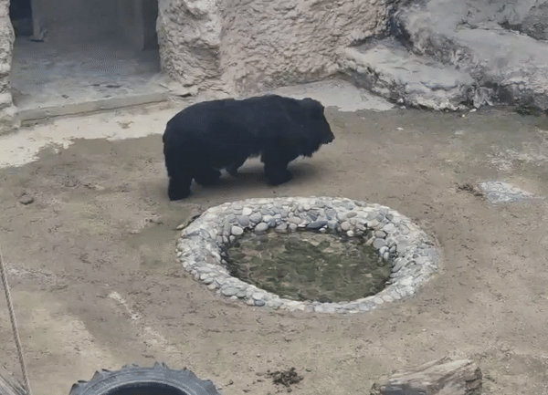 [서울=뉴시스] 문채현 수습 기자 = 지난 21일 서울 광진구 어린이대공원 동물원에 전시된 반달가슴곰 한 마리는 1시간이 넘게 전시장에 설치된 작은 우물 주위를 빙빙 돌고 있었다. 2024.4.28. dal@newsis.com *재판매 및 DB 금지