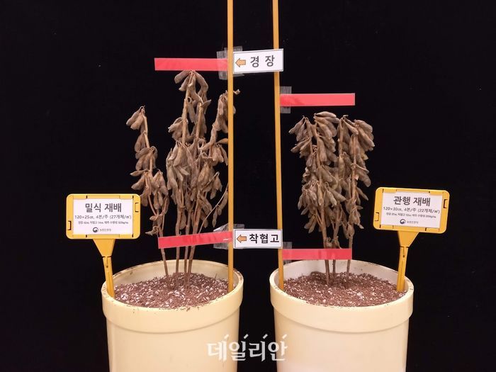 선윤 이미지