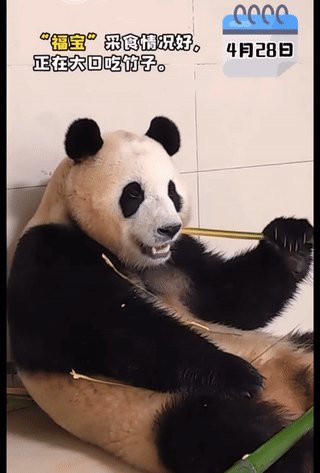 대나무를 적극적으로 뜯어 먹고 있는 푸바오 모습. 중국 '웨이보' 캡처