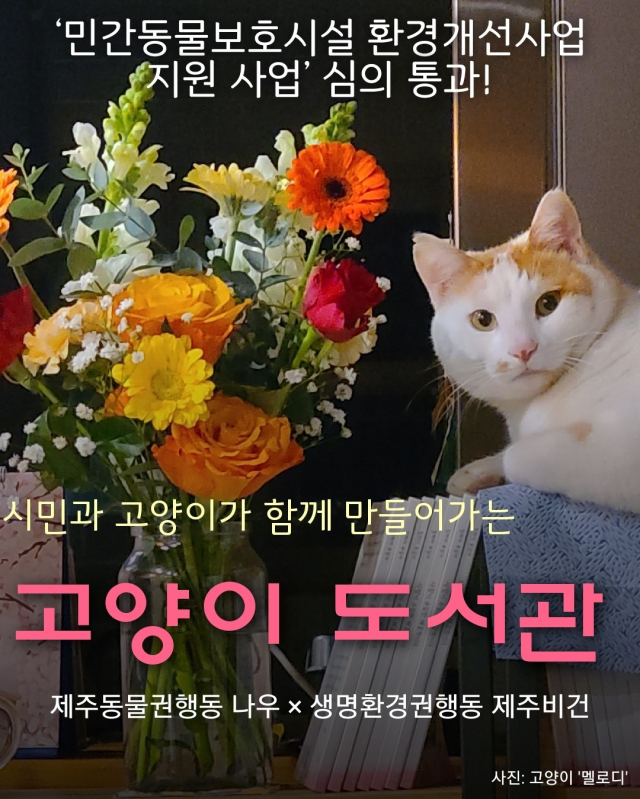 실내 고양이 30일 행동 개선