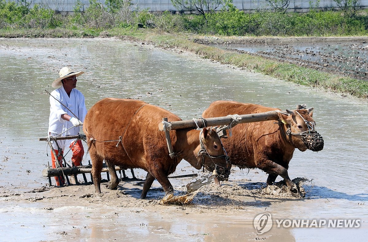 소가 이미지