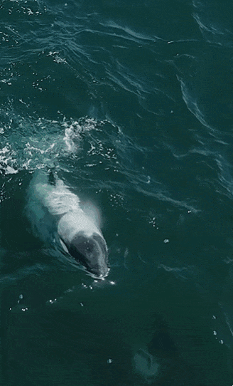 미국 현지시간으로 4월 29일 캘리포니아 뉴포트비치 해안에서 목격된 흰범고래. 출처 인스타그램