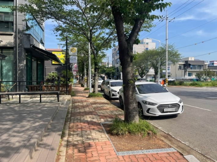가로수 이미지