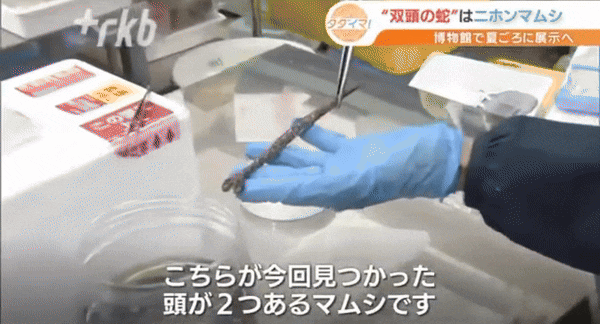 일본 후쿠오카현 기타큐슈 지역에서 발견된 머리 2개 달린 뱀./RKB마이니치방송
