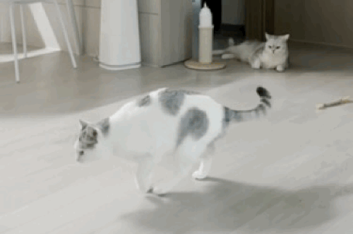 신경·근육병증 발병 당시 고양이 ‘후추’의 모습. 정아무개씨 제공