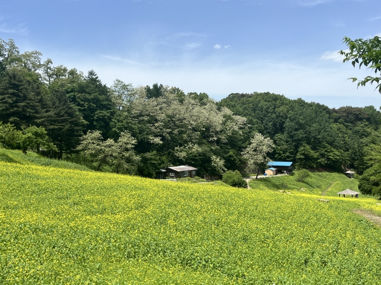 유채 이미지