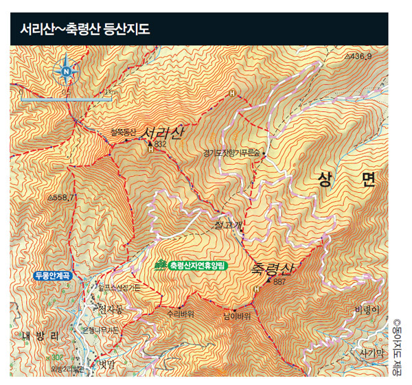 잣나무 숲 이미지