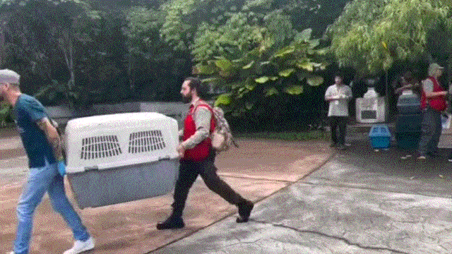 폐쇄된 코스타리카 마지막 공영 동물원에서 동물들을 보호센터로 옮기는 모습.