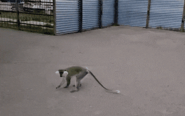 술 취한 러시아 원숭이가 사람을 향해 돌진하는 모습./아무르 매쉬