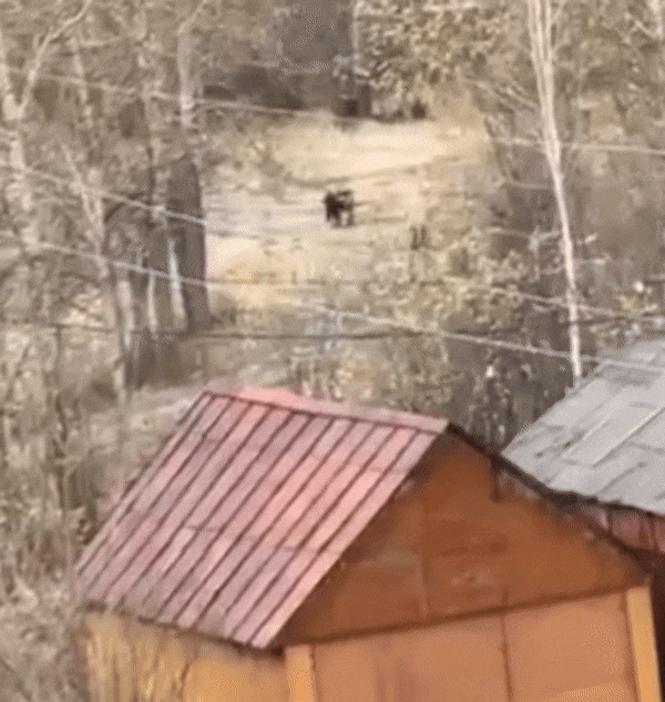 러시아에서 한 할머니가 숲에서 곰을 마주치는 모습./ 엑스