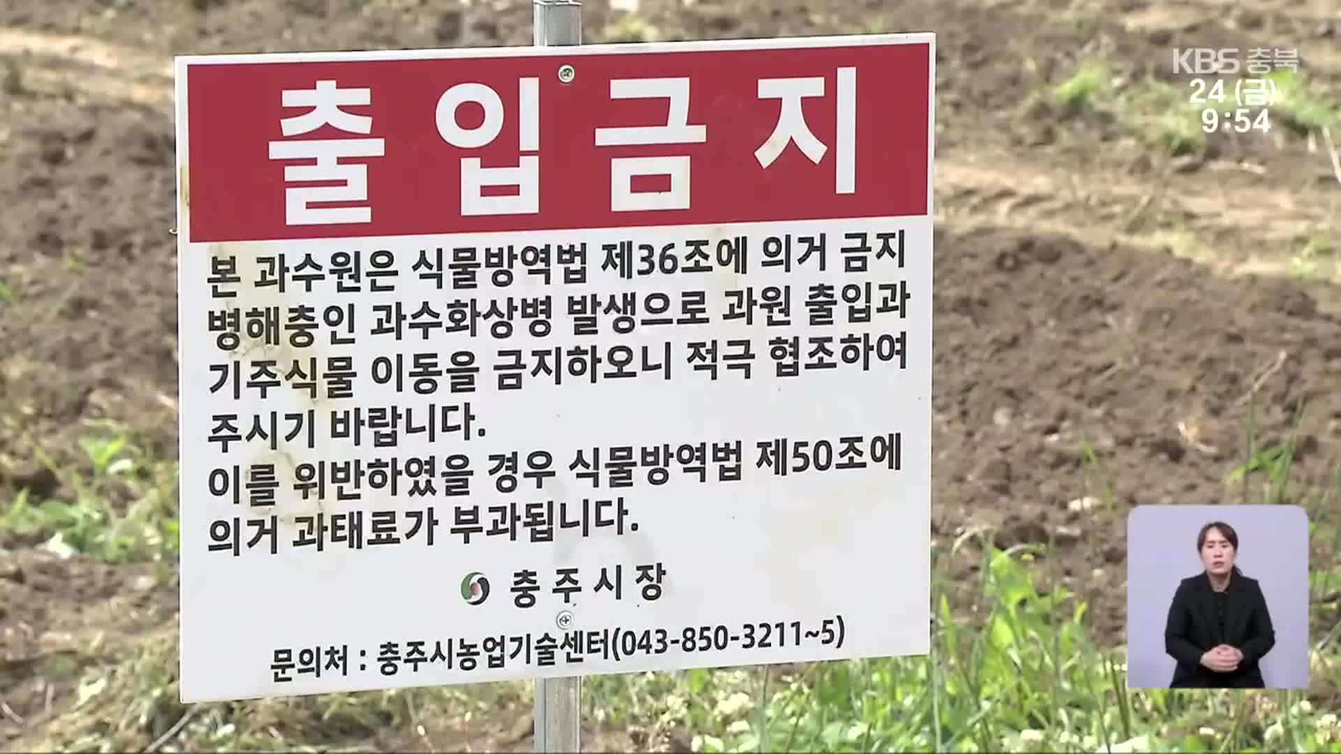 과수화상병 확산일로…“지난해보다 피해 3배 넘어” - kakaoTV 과수화상병 확산일로…“지난해보다 피해 3배 넘어”