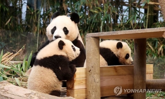 판다 이미지