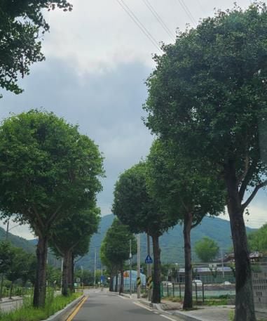 정은이발 이미지