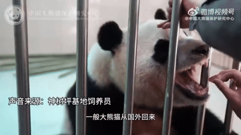 25일 중국판다보호연구센터는 사육사가 푸바오에게 당근 등의 먹이를 먹여주는 영상을 공개했다./ 웨이보