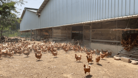 22일 경남 합천의 로가닉파크 농장. 방사가 시작되자 계사 안에 있던 닭들이 밖으로 나오고 있다. 전새날 기자