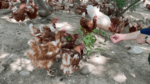 나뭇잎을 주자 몰려드는 닭들. 전새날 기자