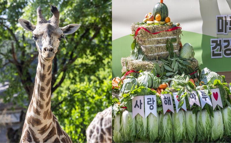 에버마루 이미지