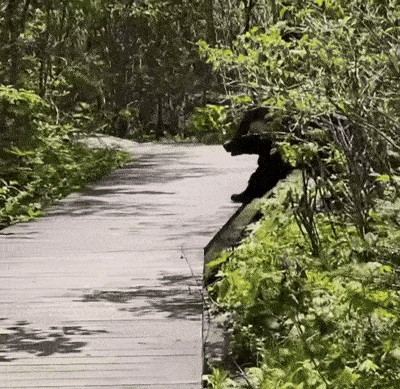 지리산 국립공원 연하천 대피소 근처에서 등산객이 찍은 반달가슴곰. @aanna0207 인스타그램 캡처