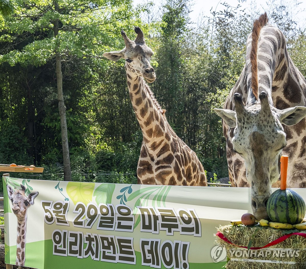 에버마루 이미지