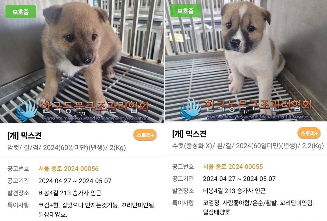 동물보호협회 동행 이미지