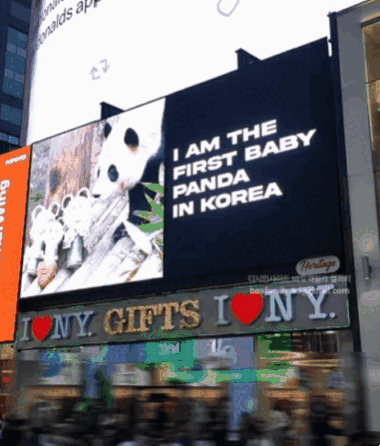 푸바오 팬들이 제작한 '푸바오 학대 항의 광고'가 지난 31일 미국 뉴욕 타임스스퀘어에서 송출되고 있다. [이미지출처=온라인 커뮤니티 캡처]