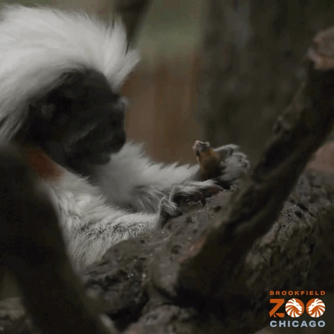 시카고 브룩스필드 동물원에서 사육중인 솜털머리타마린원숭이가 매미를 폭풍흡입하고 있다./페이스북 @Brookfield Zoo Chicago