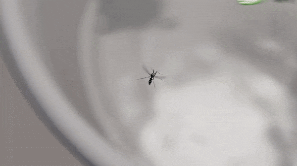 모기 번식 방지 장치 '수호자 두꺼비(Guardian Toad)'. 사진=사폴리오 페루 유튜브 캡처