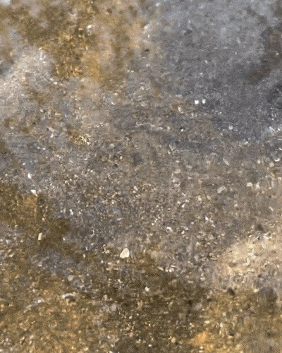 싱가포르 해변에서 발견된 '큰무늬통구멍'이 독특한 생김새로 화제가 됐다. 사진=인스타그램(The Untamed Paths) 캡처