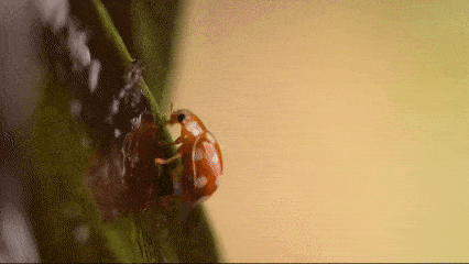 끈끈이롤트랩에 갓 포획된 달무리무당벌레가 점액질 표면 위를 기어오르고 있다.