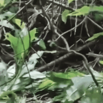 숲을 기어 다니는 비단뱀의 몸 중앙이 큰 물체를 삼킨 듯 양옆으로 튀어나와 있다. 엑스 갈무리