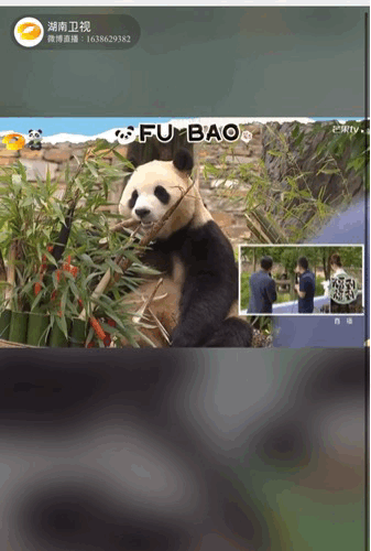 중국 반환 후 첫 대중 공개된 푸바오./사진=웨이보