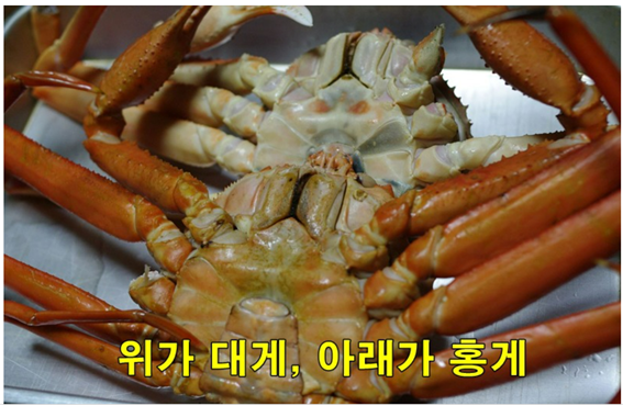 홍게야 이미지