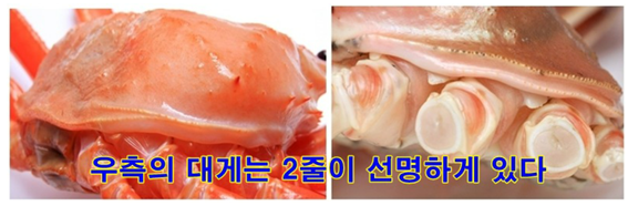 바다홍게 이미지