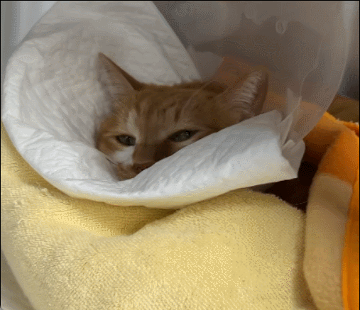 한모씨 부부 반려묘 비쥬가 지난 20일 병세가 악화된 이후 힘없이 누워있는 모습. /영상=독자제공