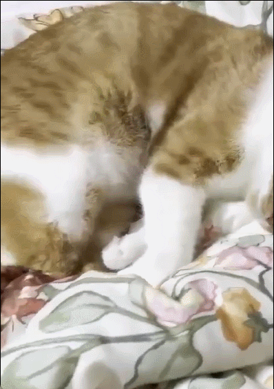 한모씨 부부 반려묘 비쥬가 증상 초기에 힘없이 침대에 누워있는 모습. /영상=독자제공