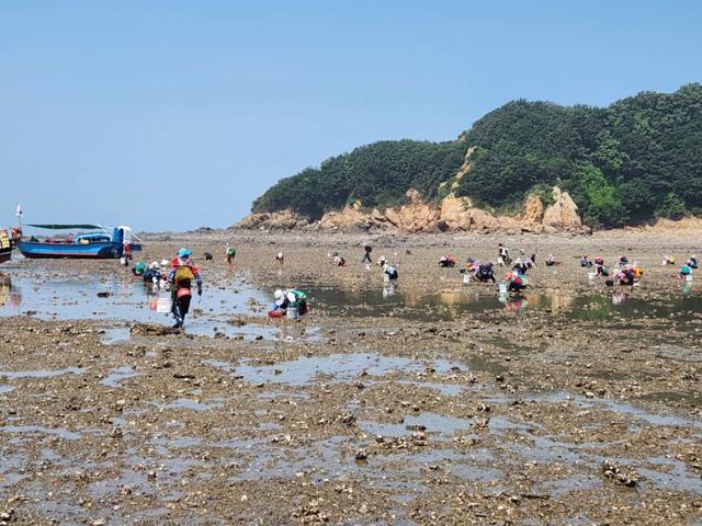 서해바지락 이미지