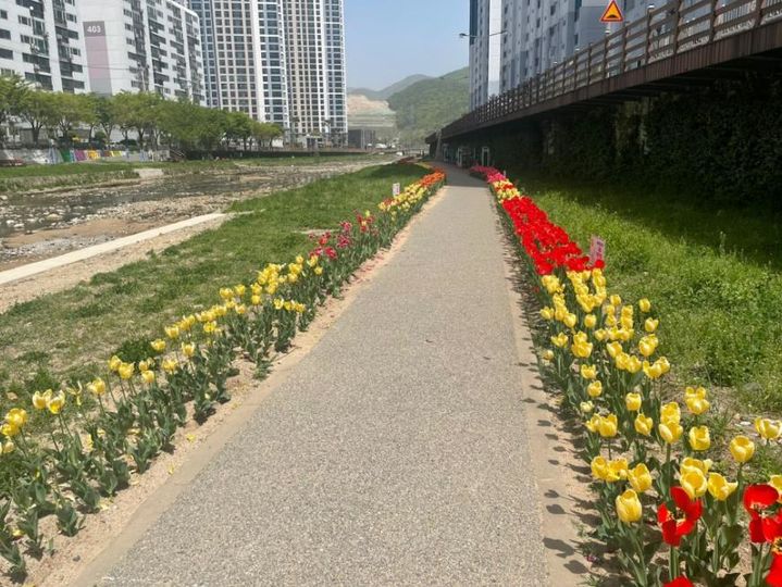 유채인력 이미지
