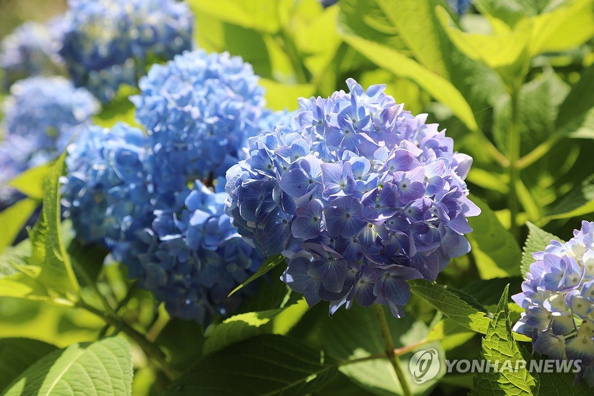 에버블루밍 이미지