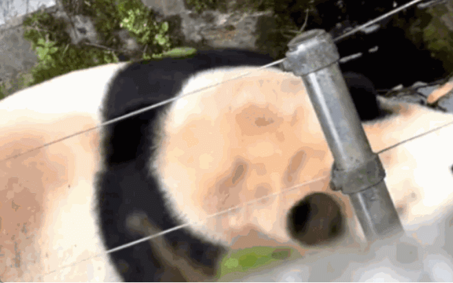 한국말이 들리자, 걸음을 멈추고 두리번거리는 푸바오. 웨이보 캡처