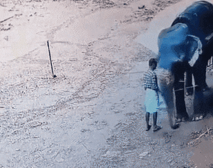 코끼리가 조련사를 살해하는 장면. [X]