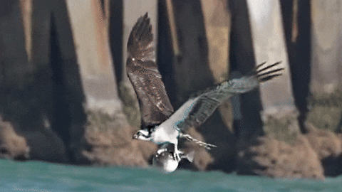 생태사진가 Mark Smith가 찍은 물수리의 복어 사냥 장면.