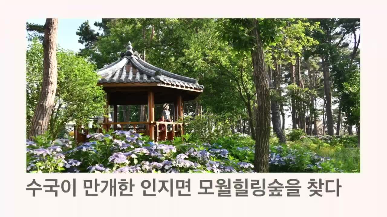 [영상] 서산시의 새로운 명소 모월힐링숲을 아시나요? - kakaoTV [영상] 서산시의 새로운 명소 모월힐링숲을 아시나요?