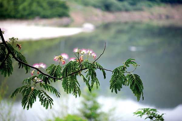 꽃과나무(Flower tree) 이미지